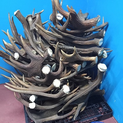 moose_antlers